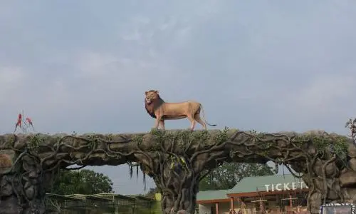 Jungle Safari