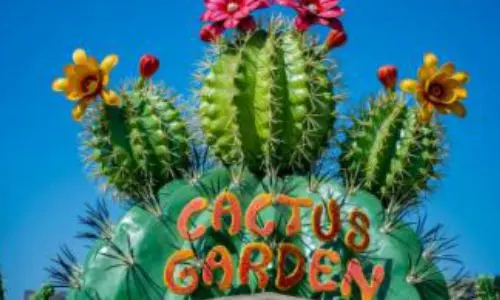 Cactus Garden