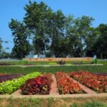 Ekta-Nursery