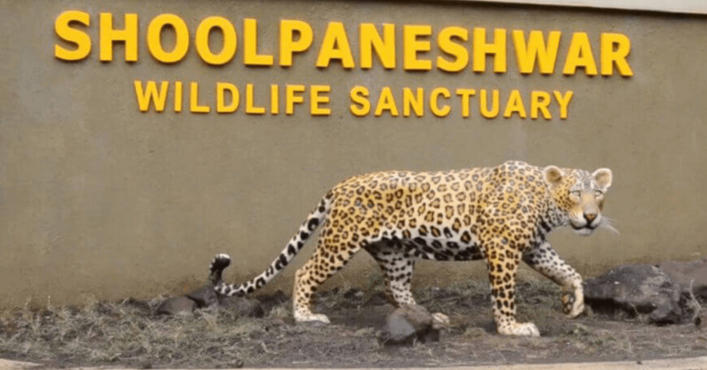 Be awe-struck at Shoolpaneshwar Wildlife Sanctuary