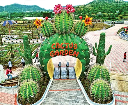 Cactus Butterfly Garden Images